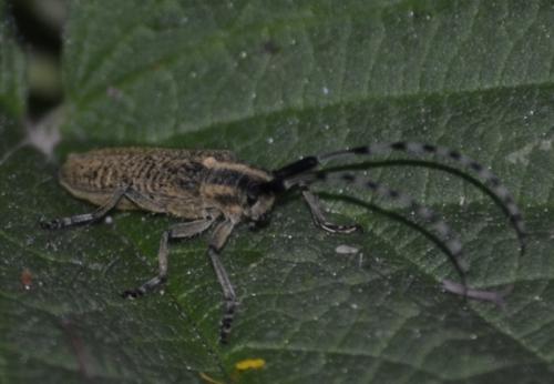 Agapanthia villosoviridescens